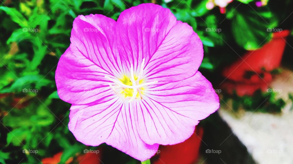 Beautiful Flower Macro Photography