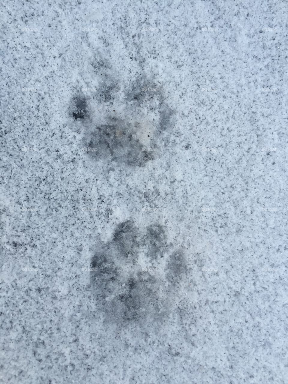 Footprints in the snow