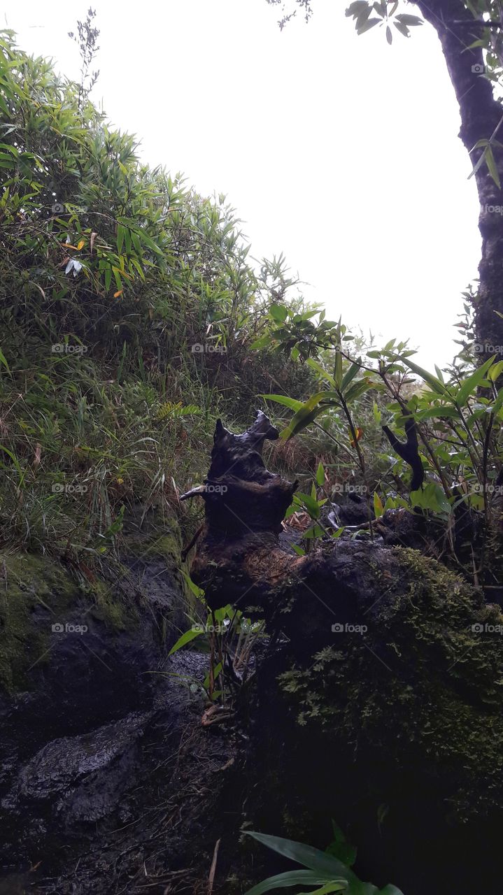 schnauzer on the trail