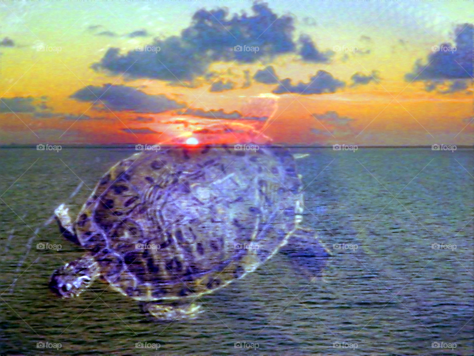 Turtle in Caribbean  Sunset