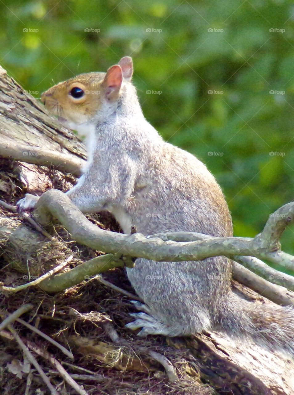 Squirrel in tree