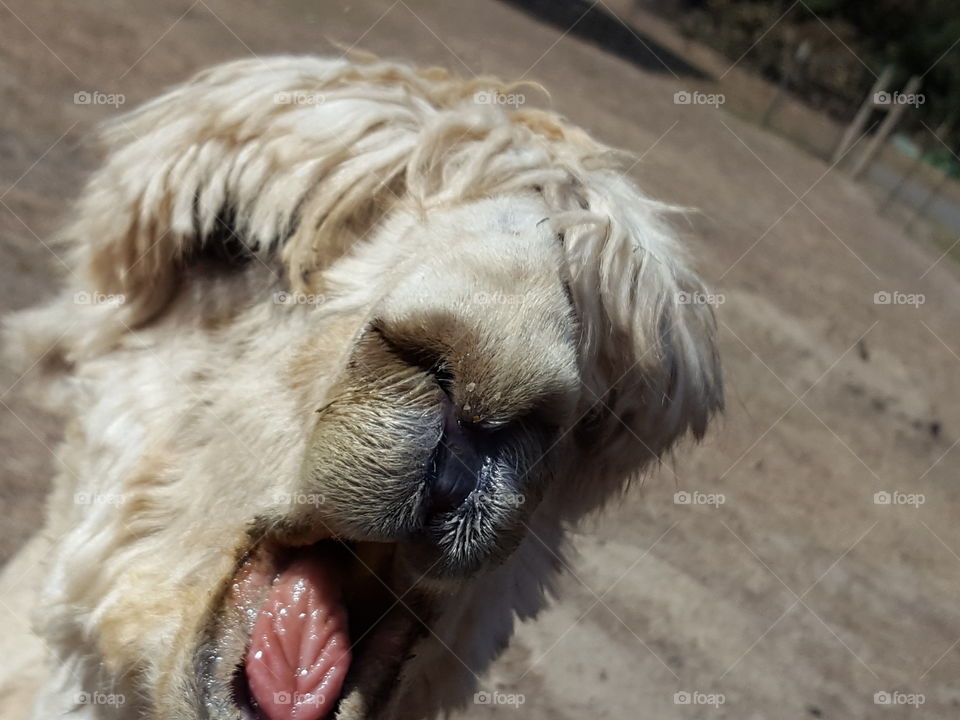 llama sticking out tongue