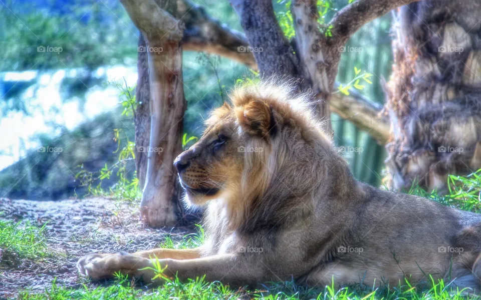 Proud Lion