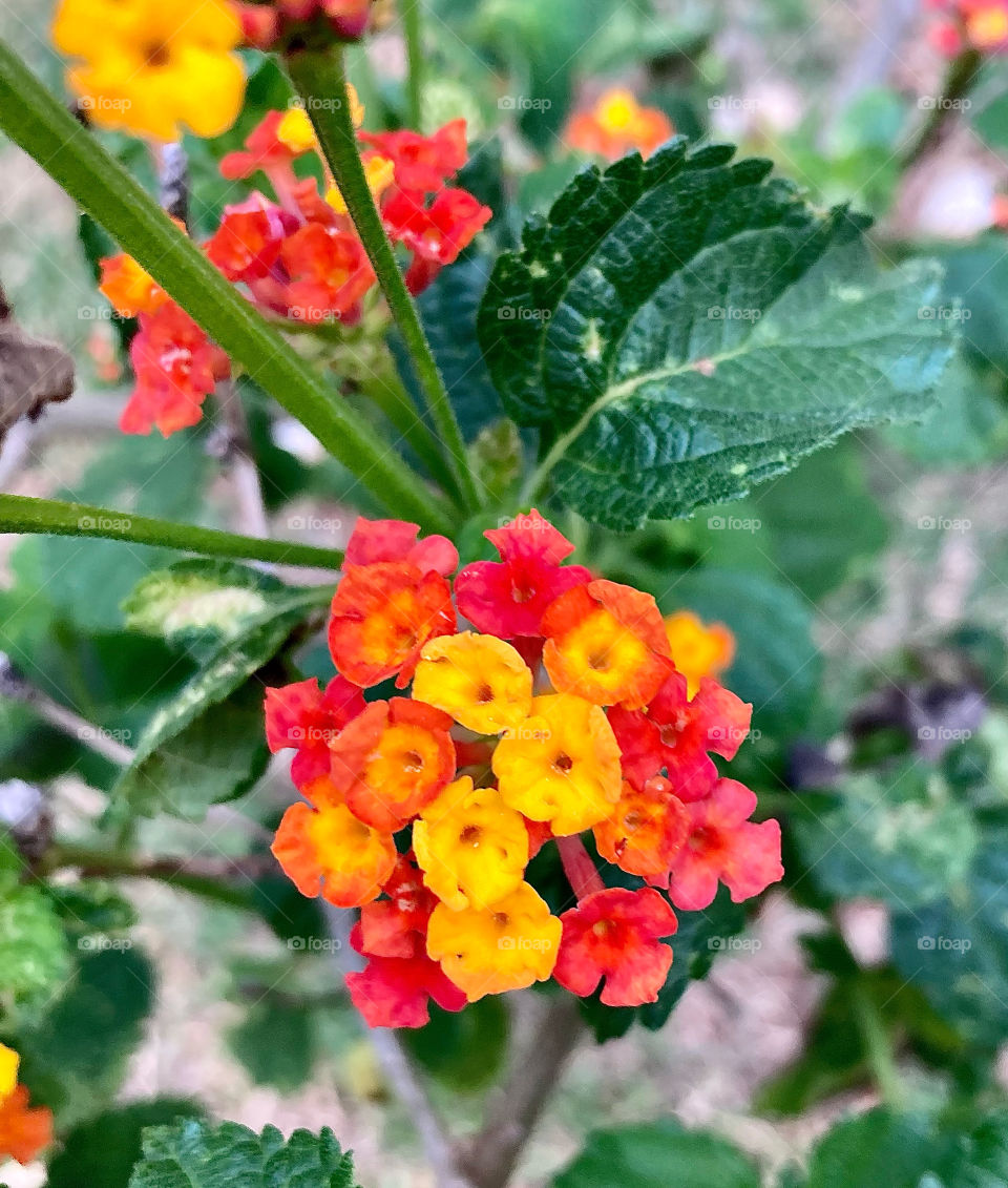 🌹 🇺🇸 Very beautiful flowers to brighten our day.  Live nature and its beauty. Did you like the delicate petals? / 🇧🇷 Flores muito bonitas para alegrar nosso dia. Viva a natureza e sua beleza. Gostaram das pétalas delicadas? 