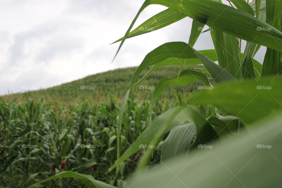 Kebun jagung pada sore hari sangat indah sekali. Lihat gunung itu yang hijau karena pohon jagung sangat menarik sekali bukan banyak orang berbondong bondong untuk berfoto ditempat ini