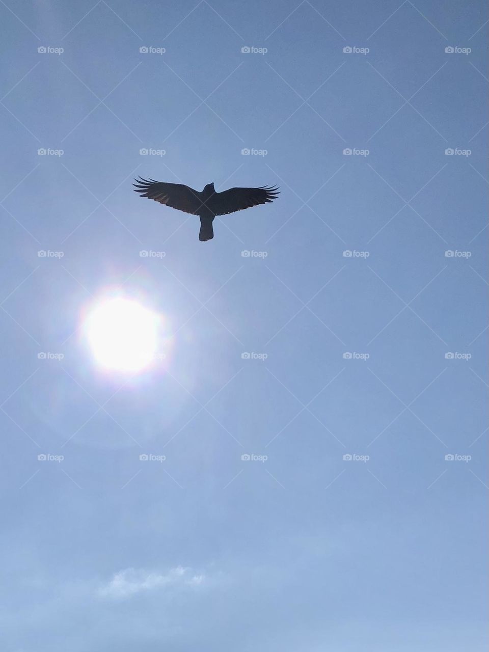 Crow In Flight 