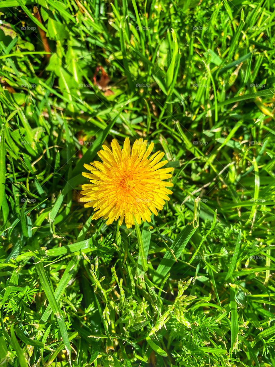 Yellow flower in grass 