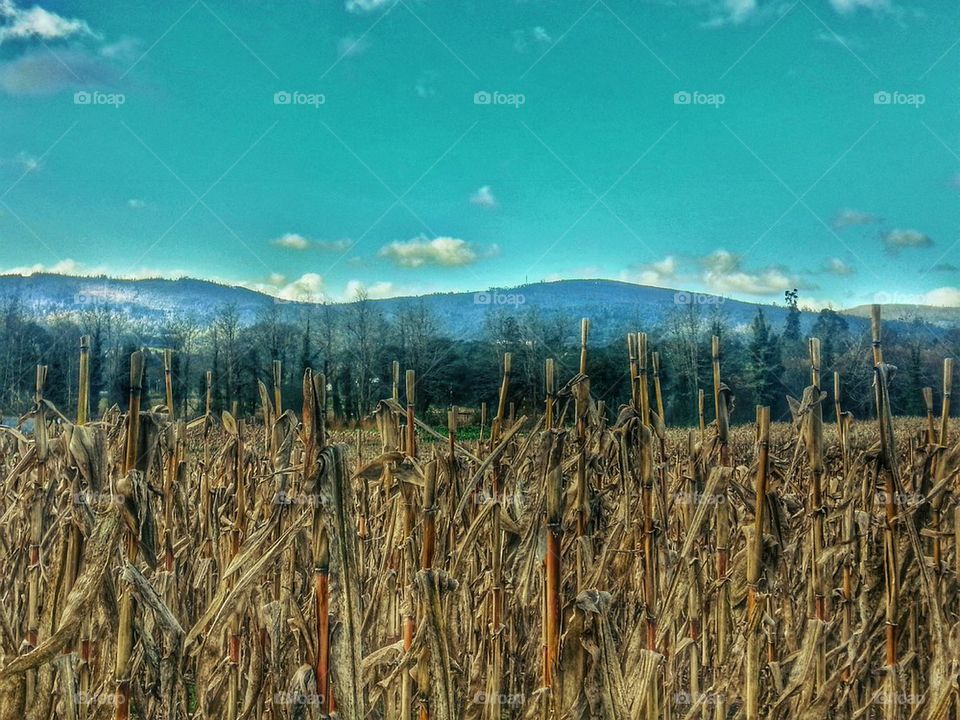 Corn Field