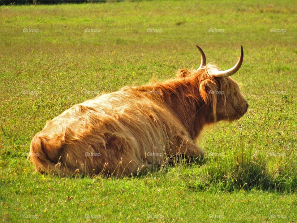 Highland cow