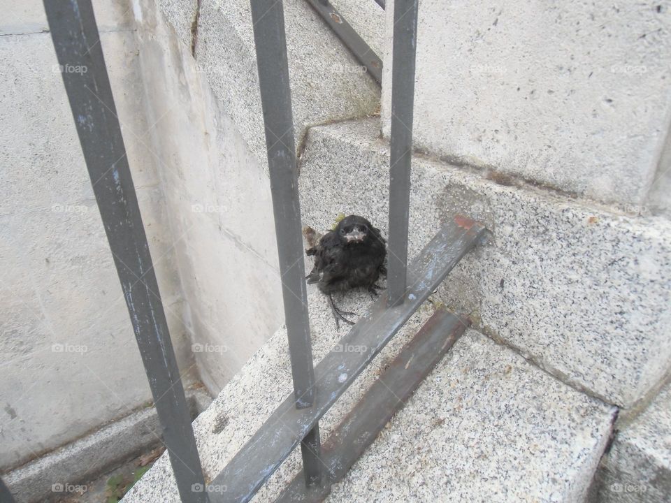 Cría de pájaro caído del nido