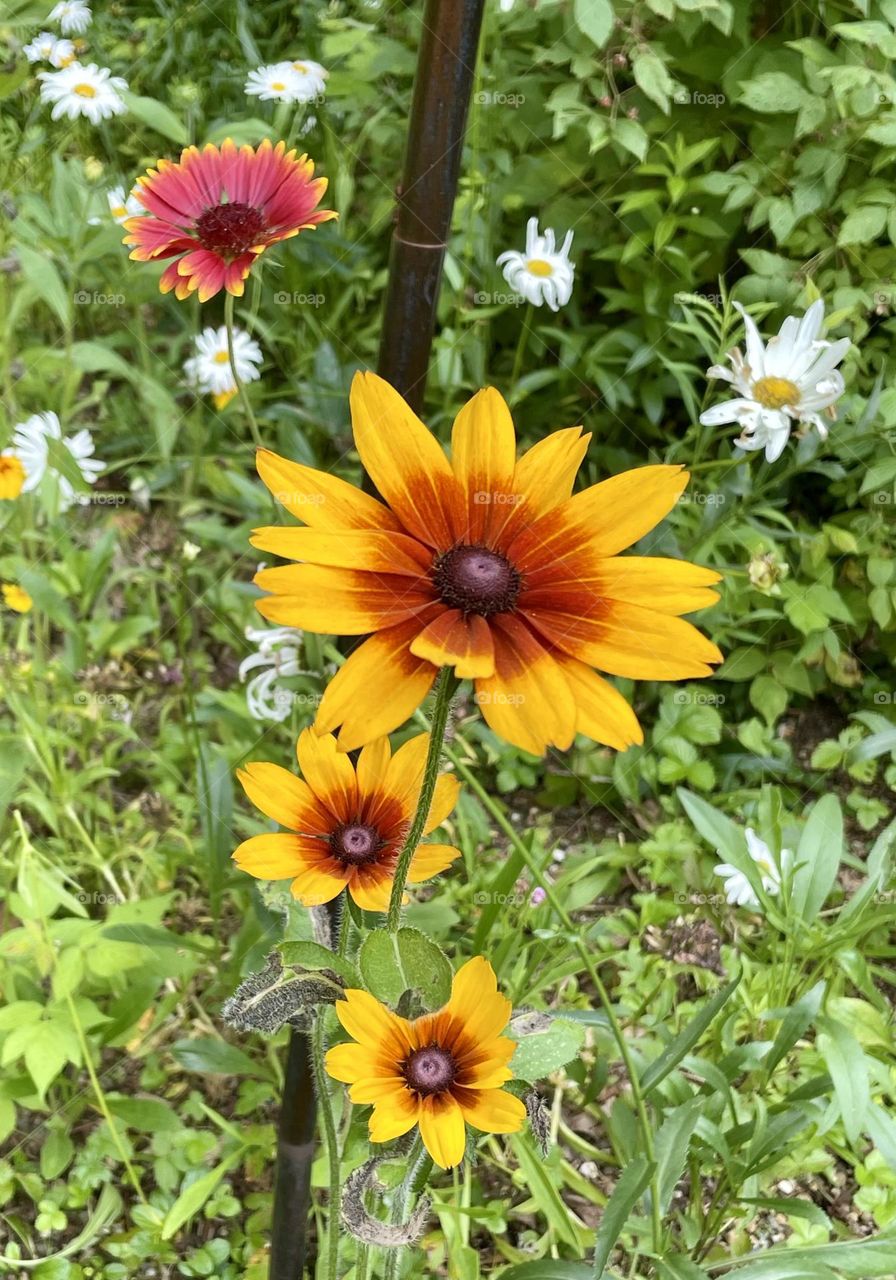 A vibrant summer wildflower garden filled with an array of colorful blossoms. Bright yellow Black-eyed Susans stand tall with their dark centers. White daisies with their yellow centers create a soft, delicate presence among the flowers.