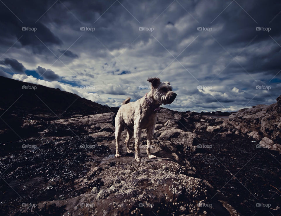 Dog on rocks