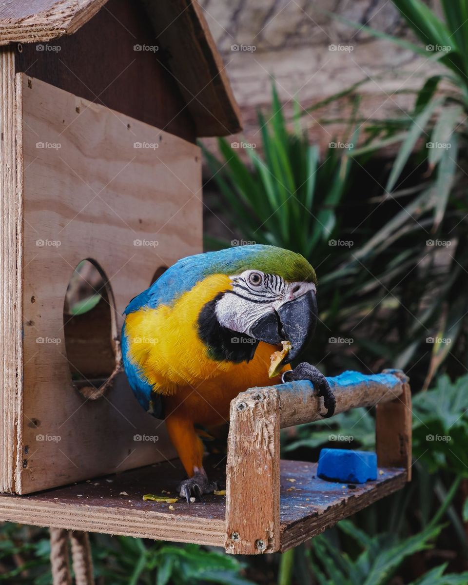 Macaw, a species of parrot