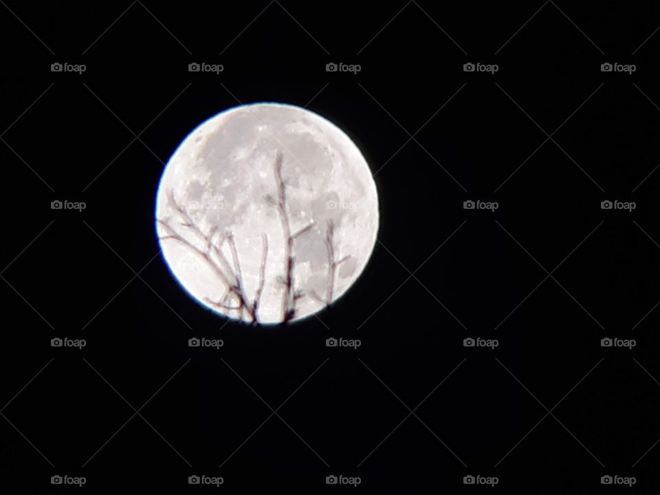 Full moon with trees.  Trees silhouetted by full moon