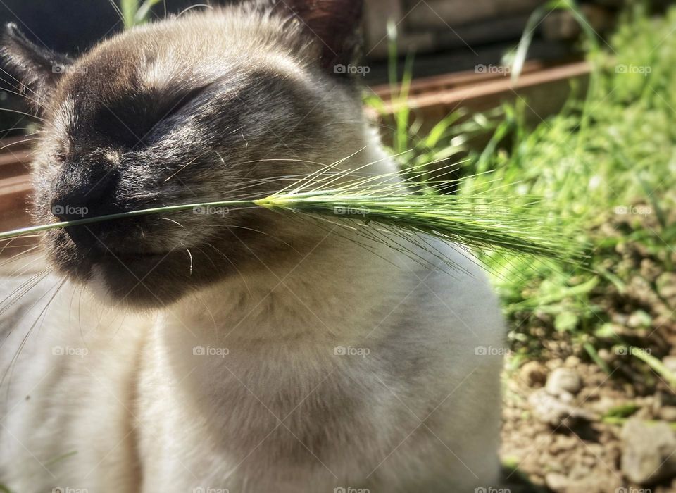 White kitten enjoying the smell of grass.  enjoying the pleasures of life.      