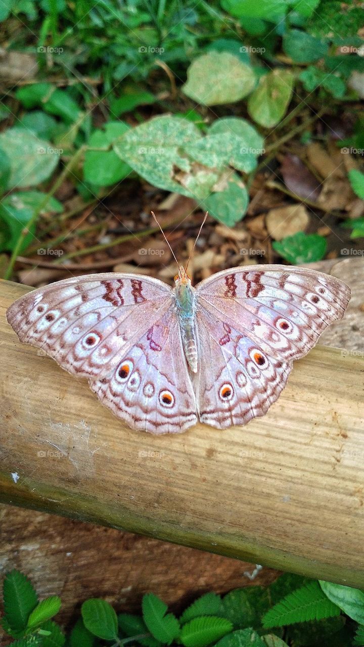 Junonia atlites butterfly perched on a dry bamboo tree