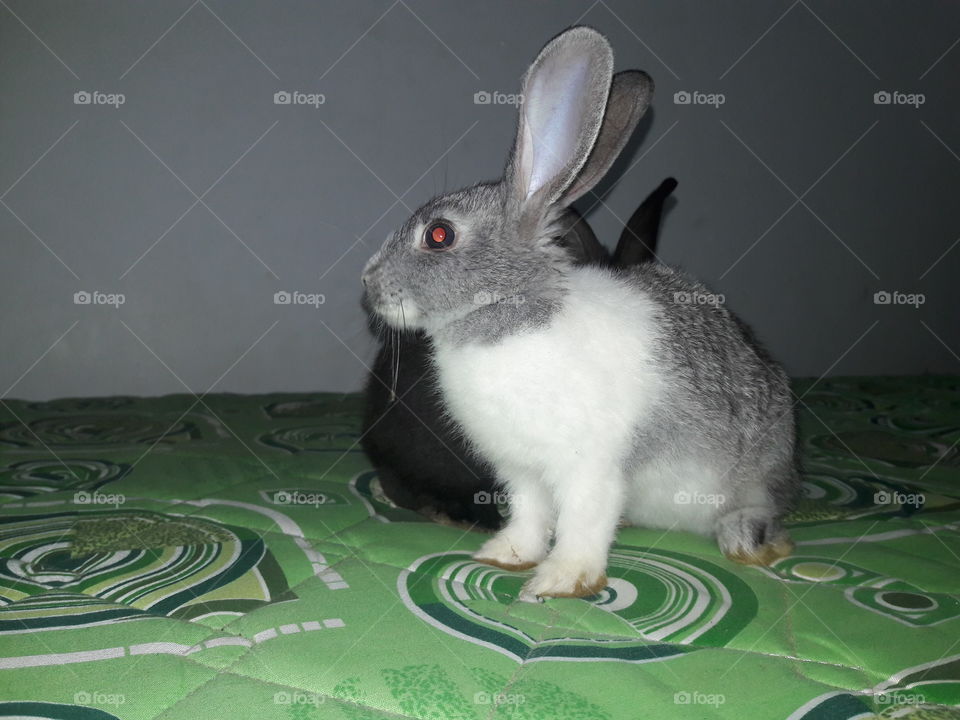 Rabit