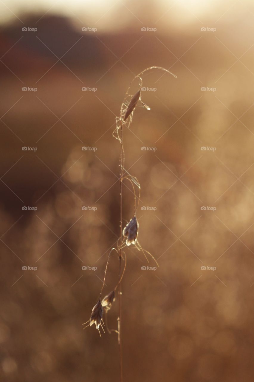 Dry grass 