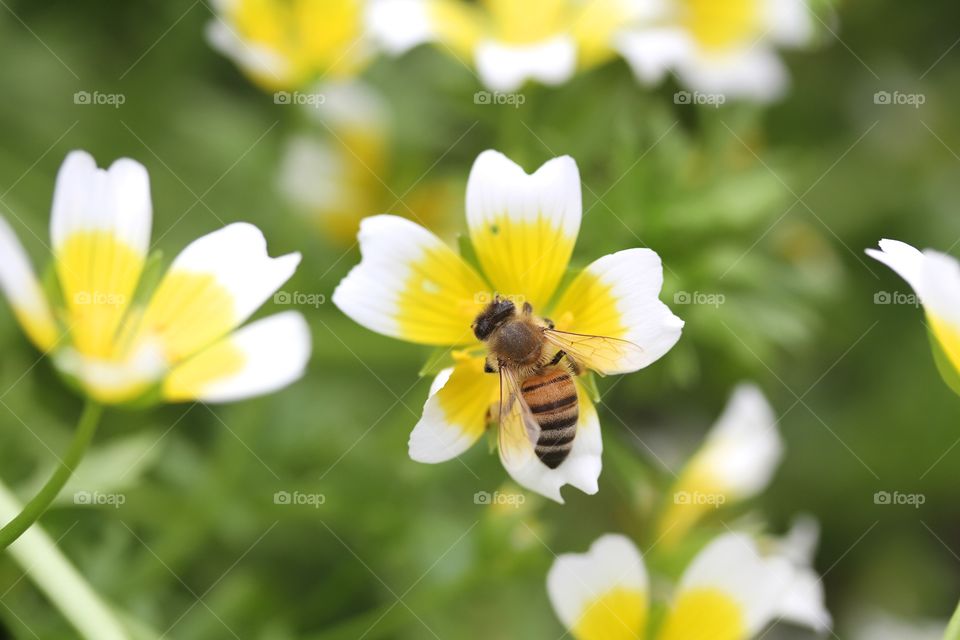 High angle view of bee on limnanthes douglasii flower
