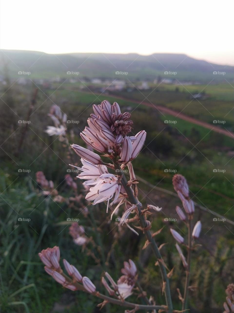 Close-up look at a flower