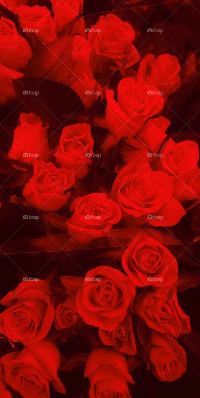 Abundence of red blooming gorgeous
roses