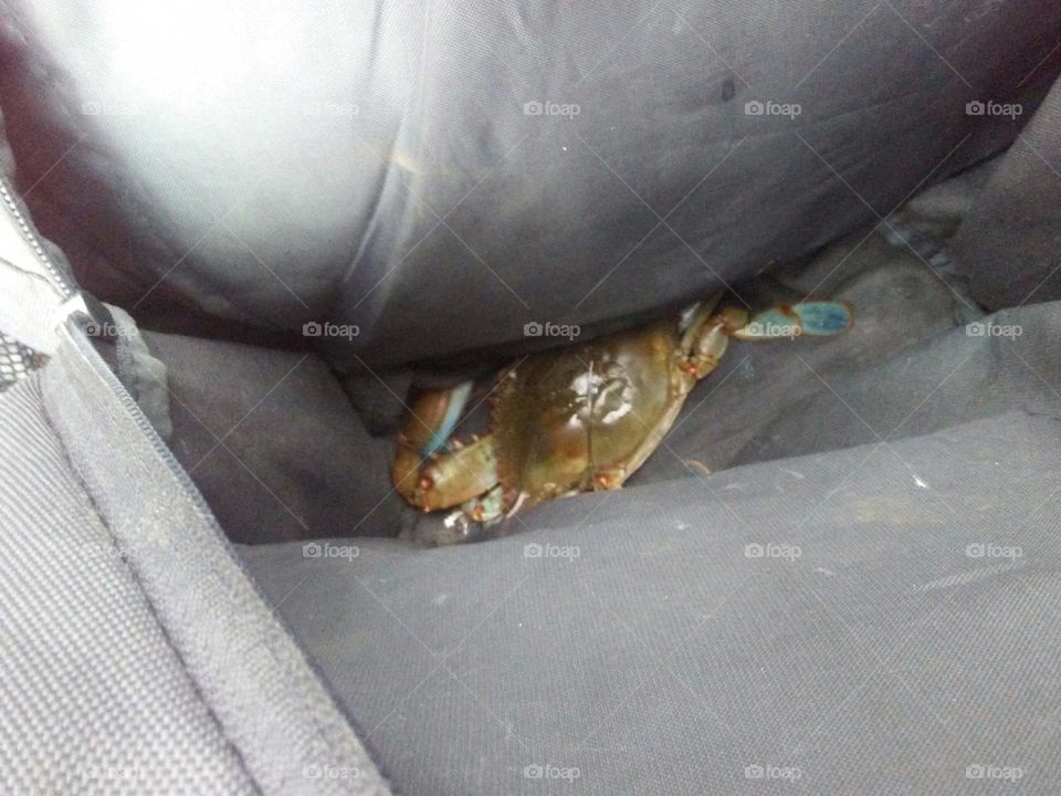 crab we rescued hiding in my backpack