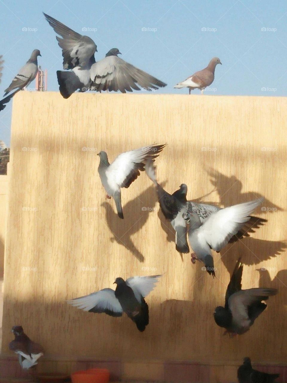 flock of pigeons in flight.