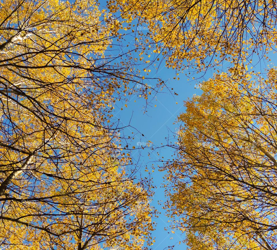 Blue sky and trees in yellow