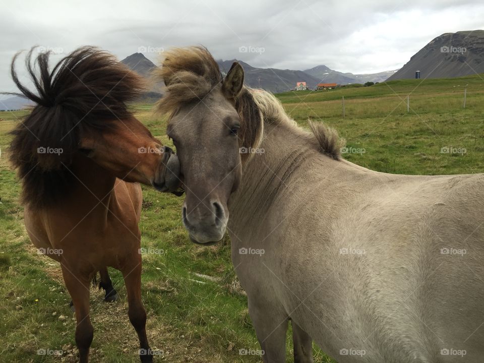 Iceland