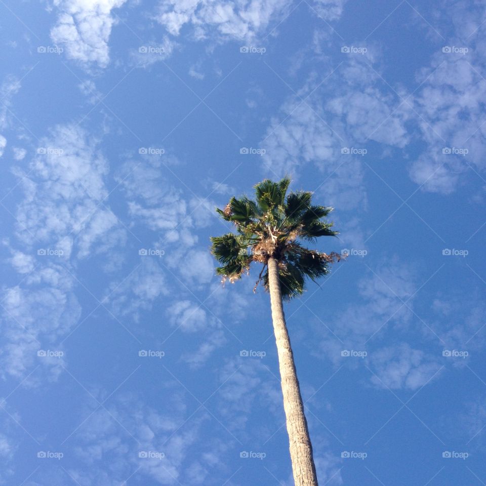 Single Palm tree