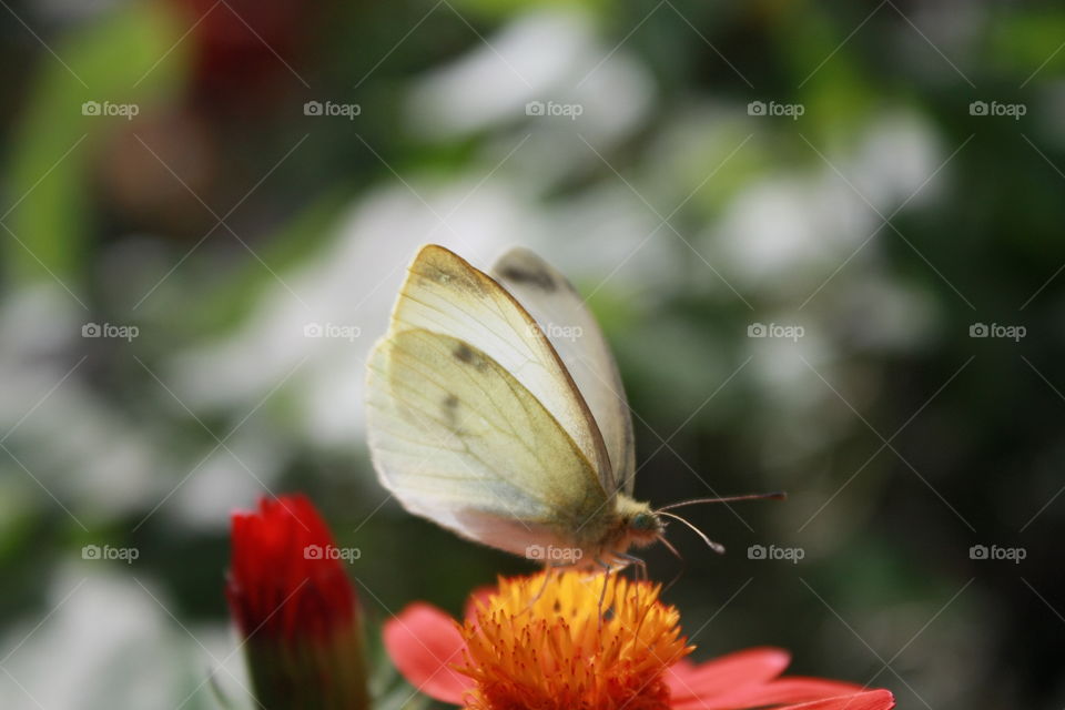 Closeup creamy white butterfly resting on yellow flower blurred background