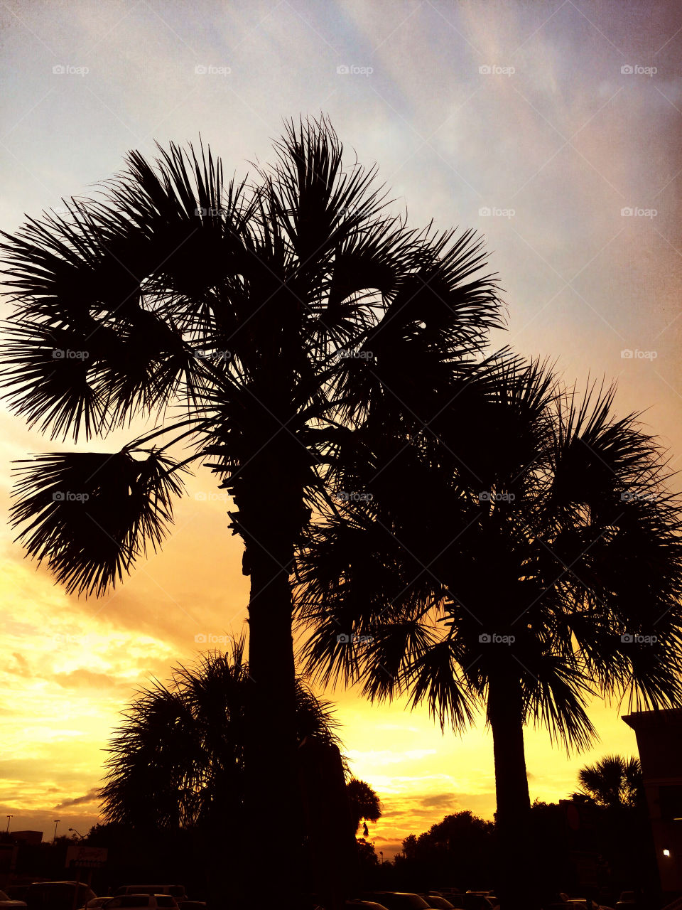 Palmetto tree silhouetted at sunset.