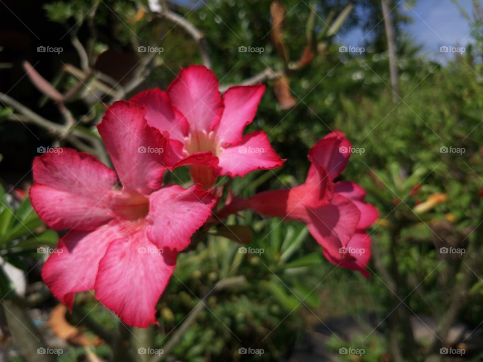 Oleander is red color flowers in Thailand.