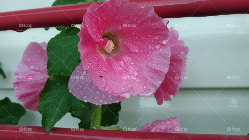 Hollyhock Bloom