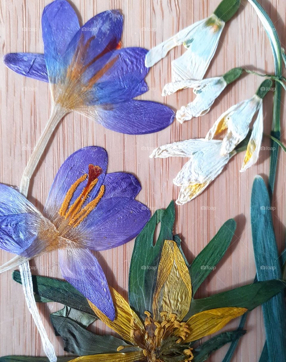 harbingers of spring ready for the herbarium