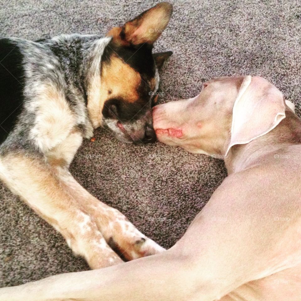 best buds . dog days of summer