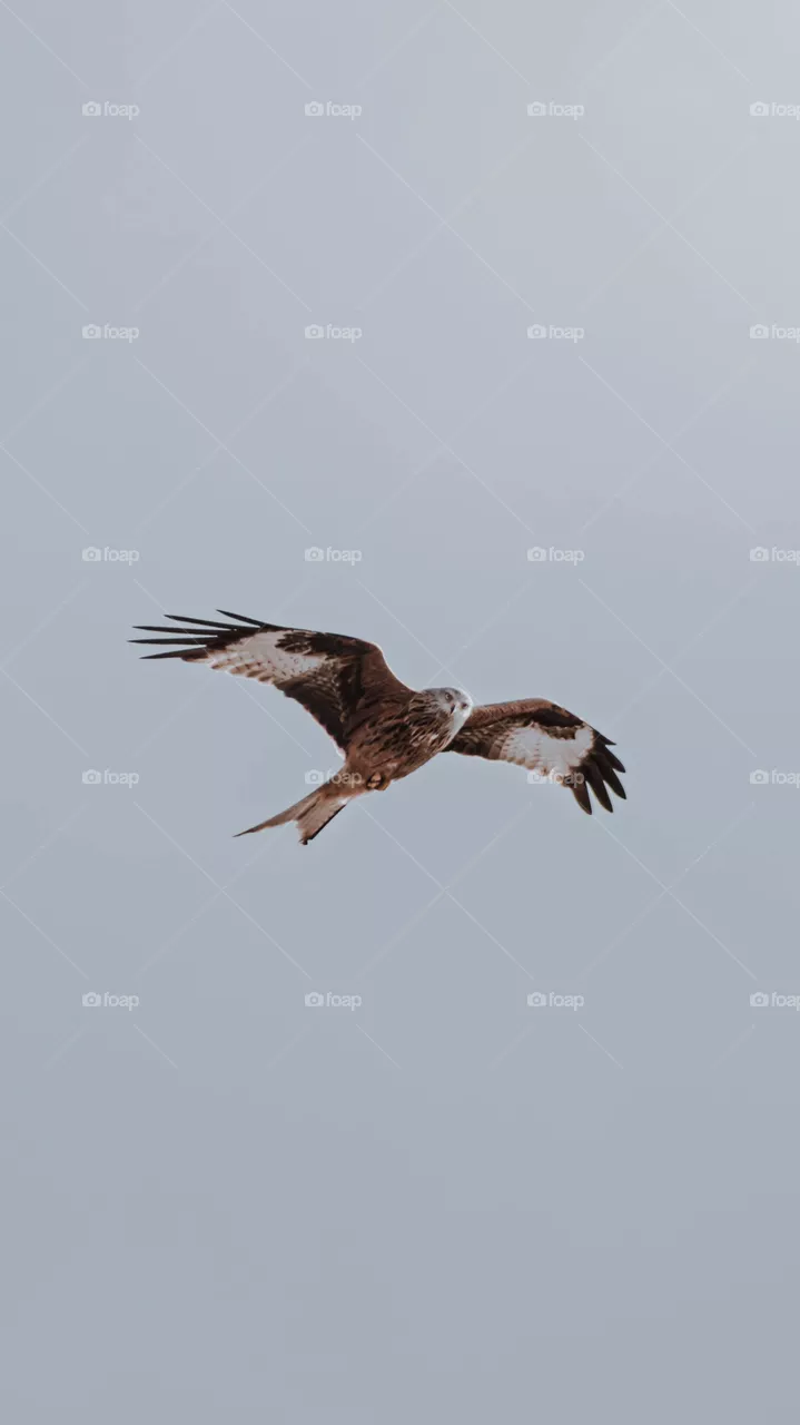 Eagle