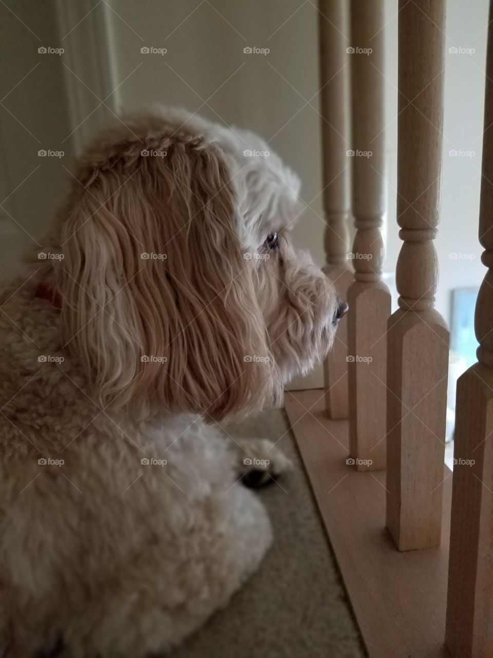 Cockapoo protecting and keeping watch