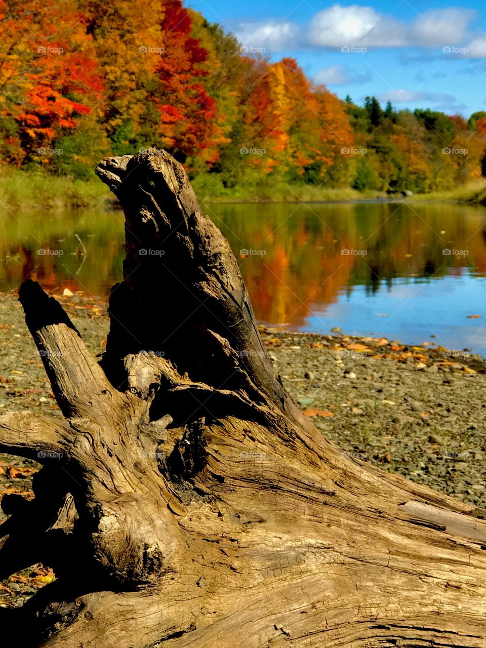 Bird tree along the riverside
