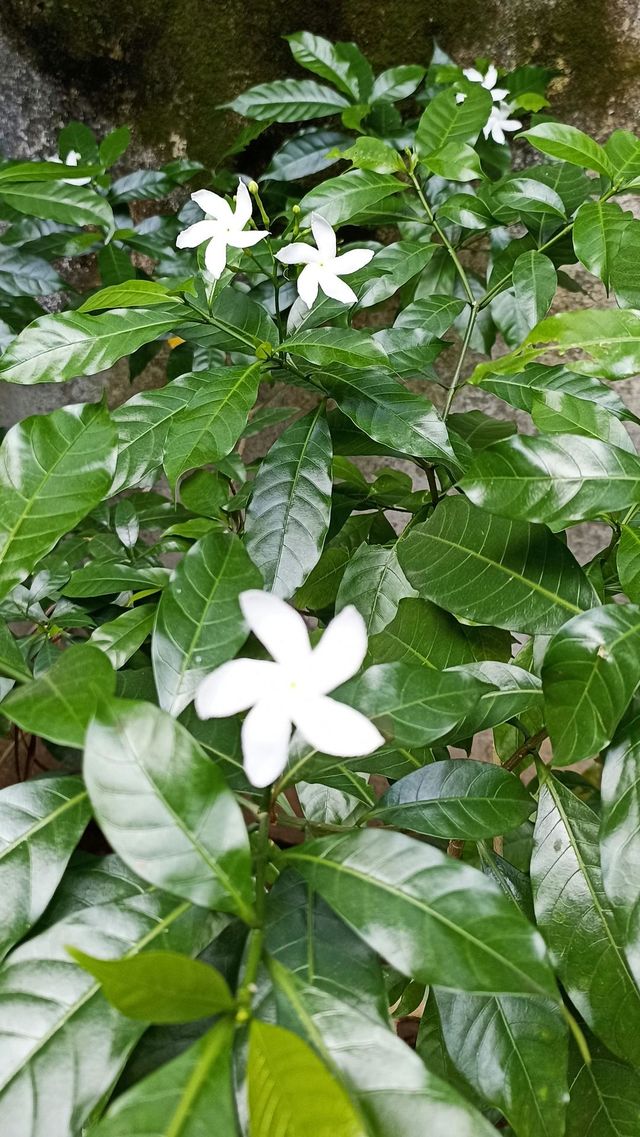 Pinwheel Flower