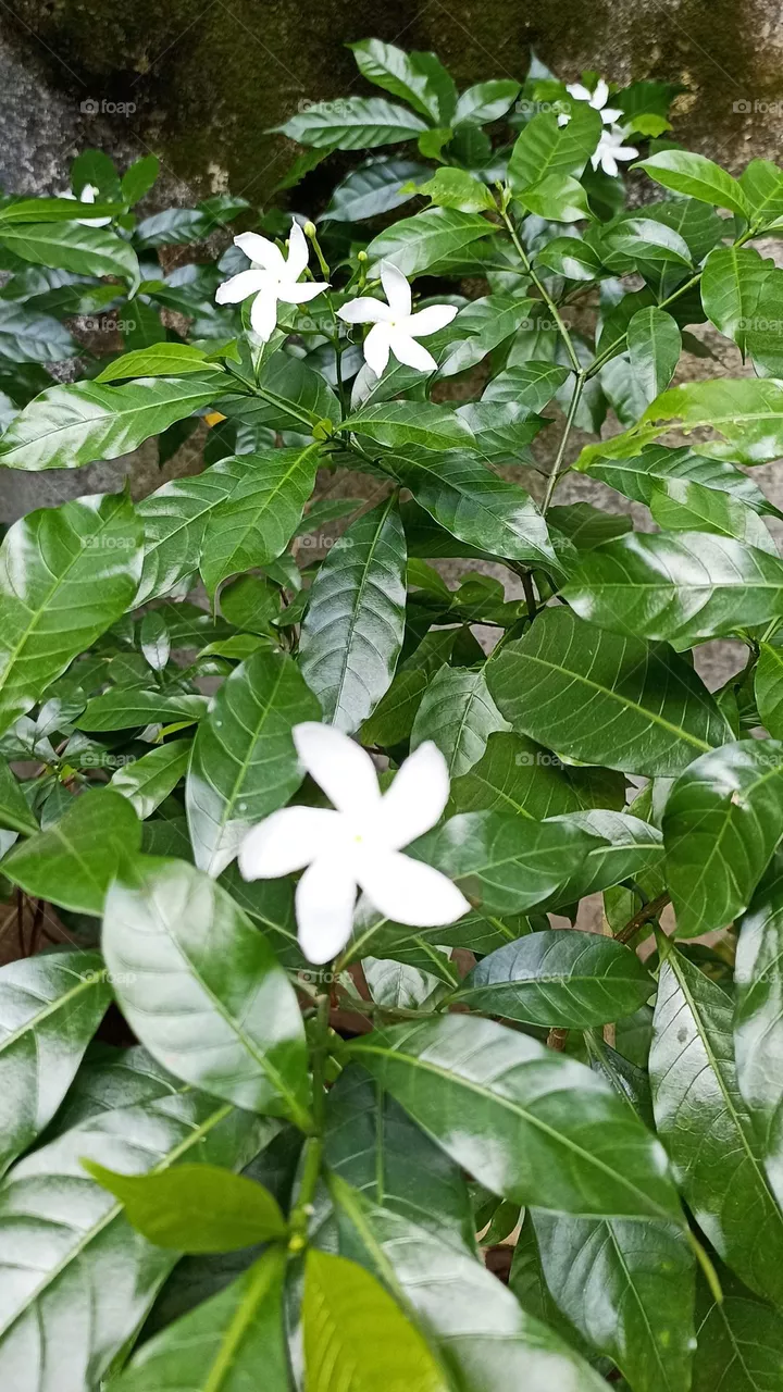 Pinwheel Flower