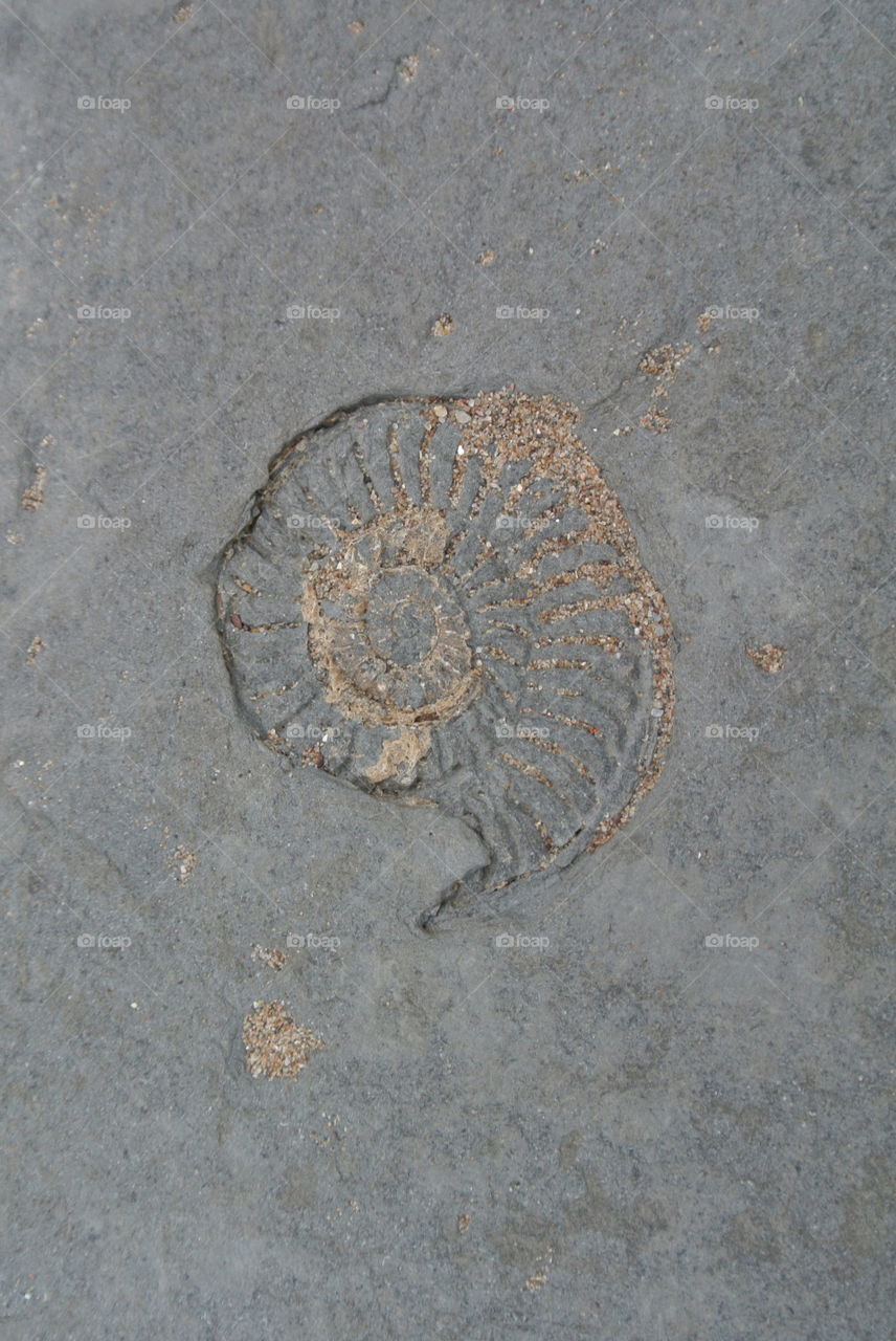 Fossil