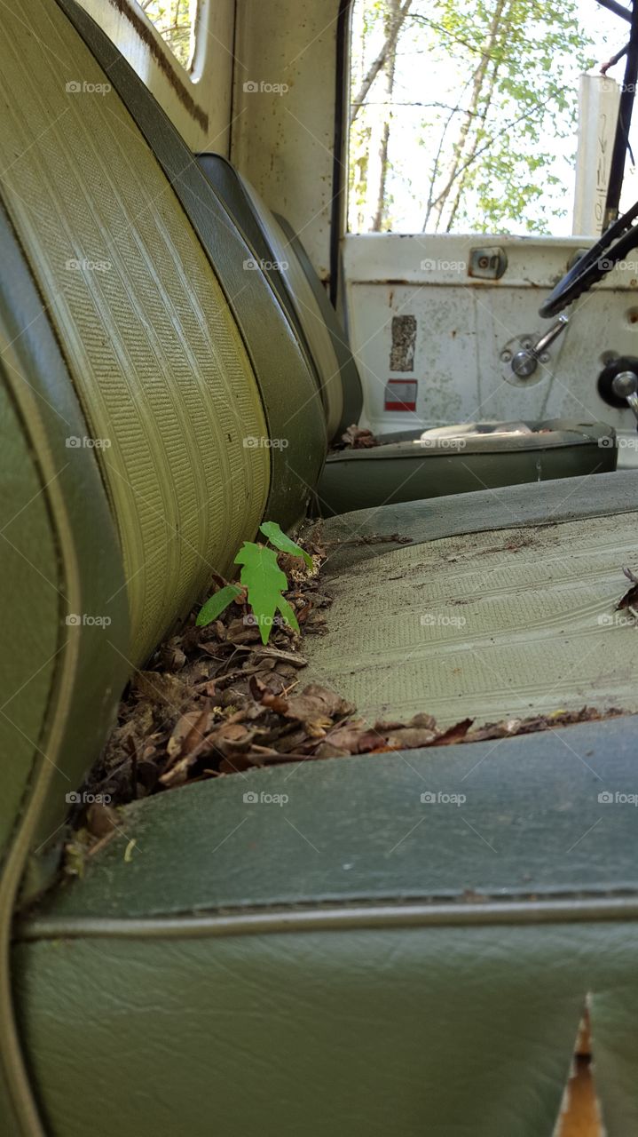 tree passenger