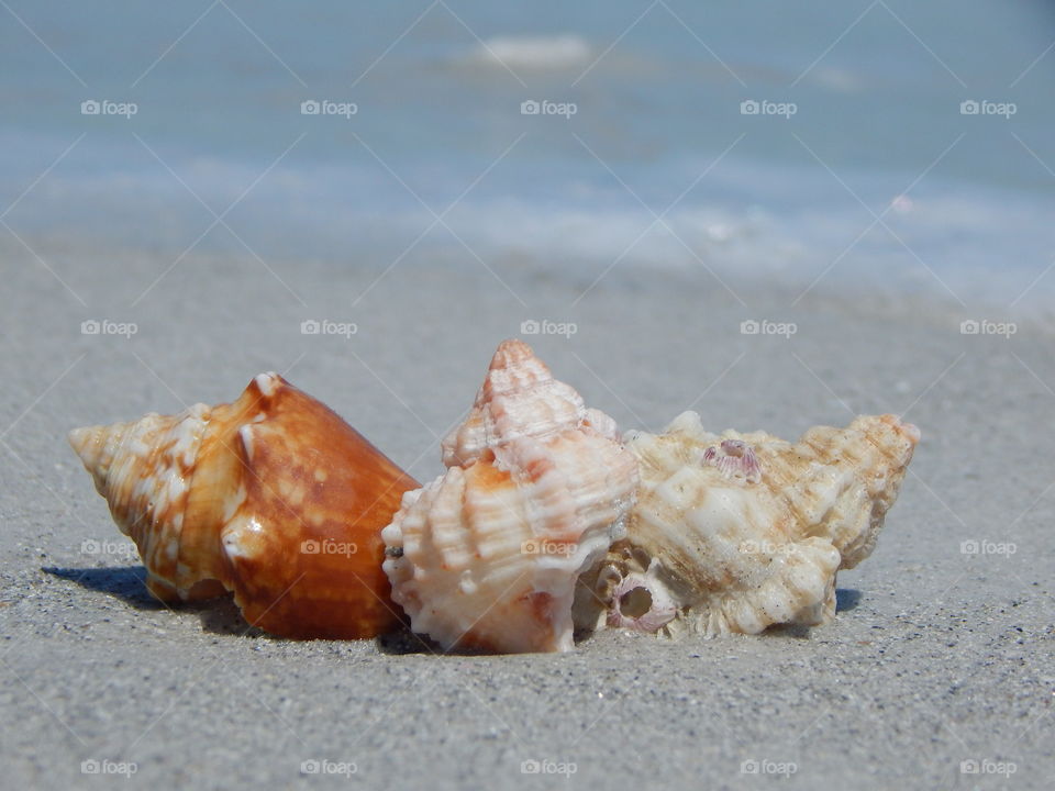 3 Tiny Sea Shells