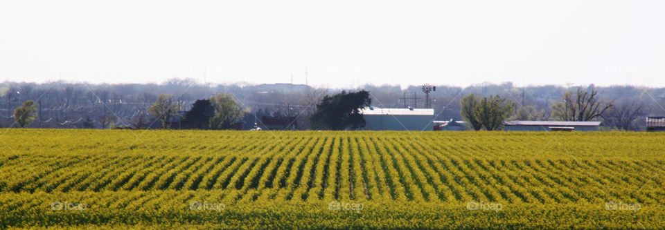 Canola Fields