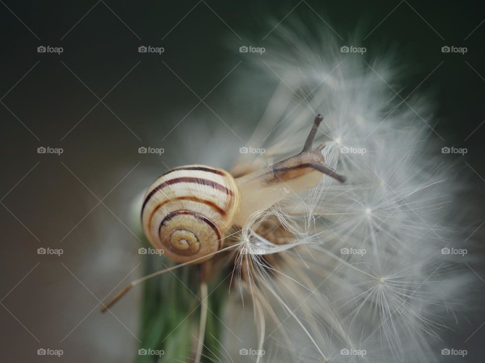 Small snail on dandelion seeds