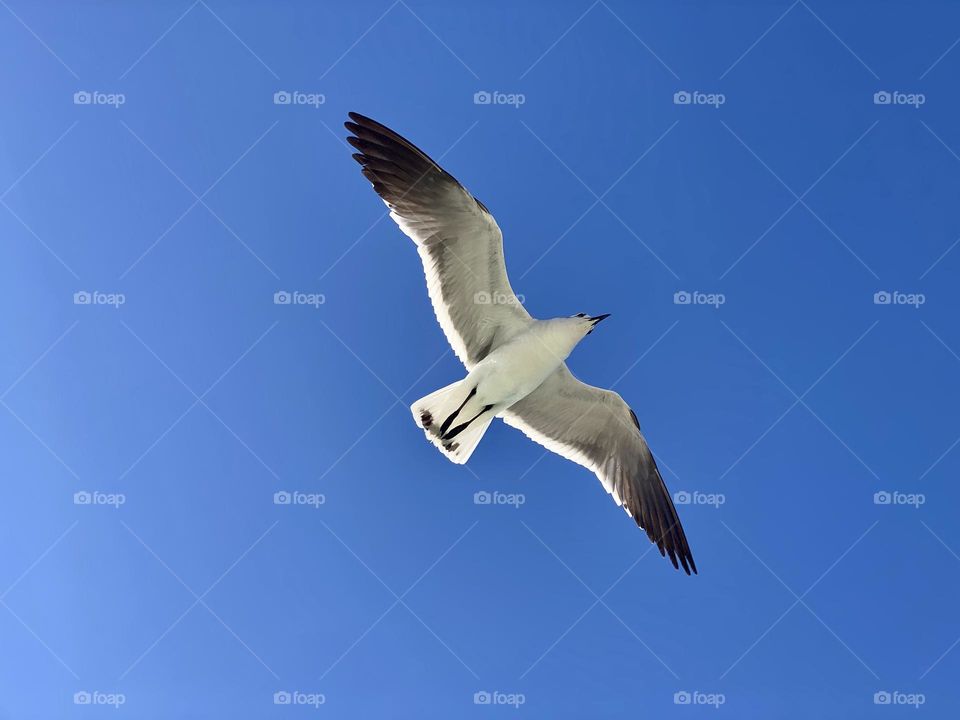 A seagull flying across a clear blue sky