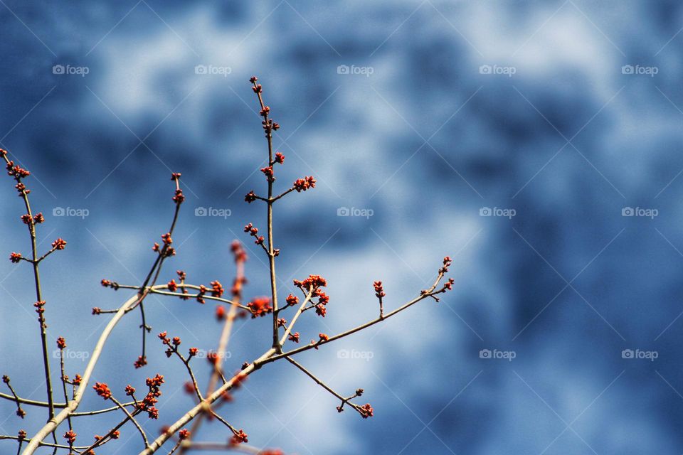 Spring buds on a red maple tree