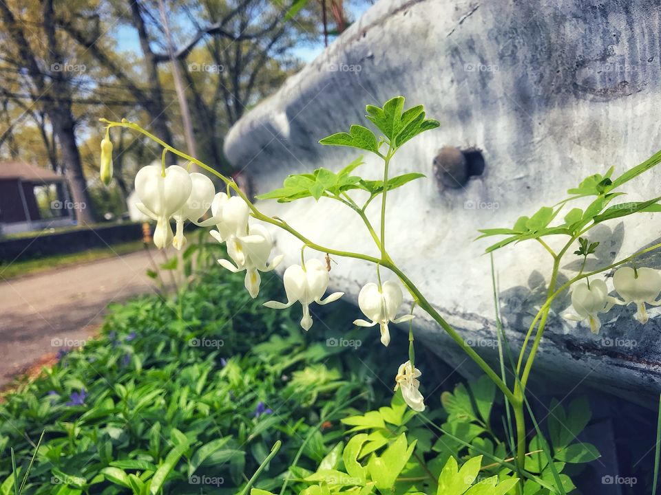 White Bleeding Hearts 