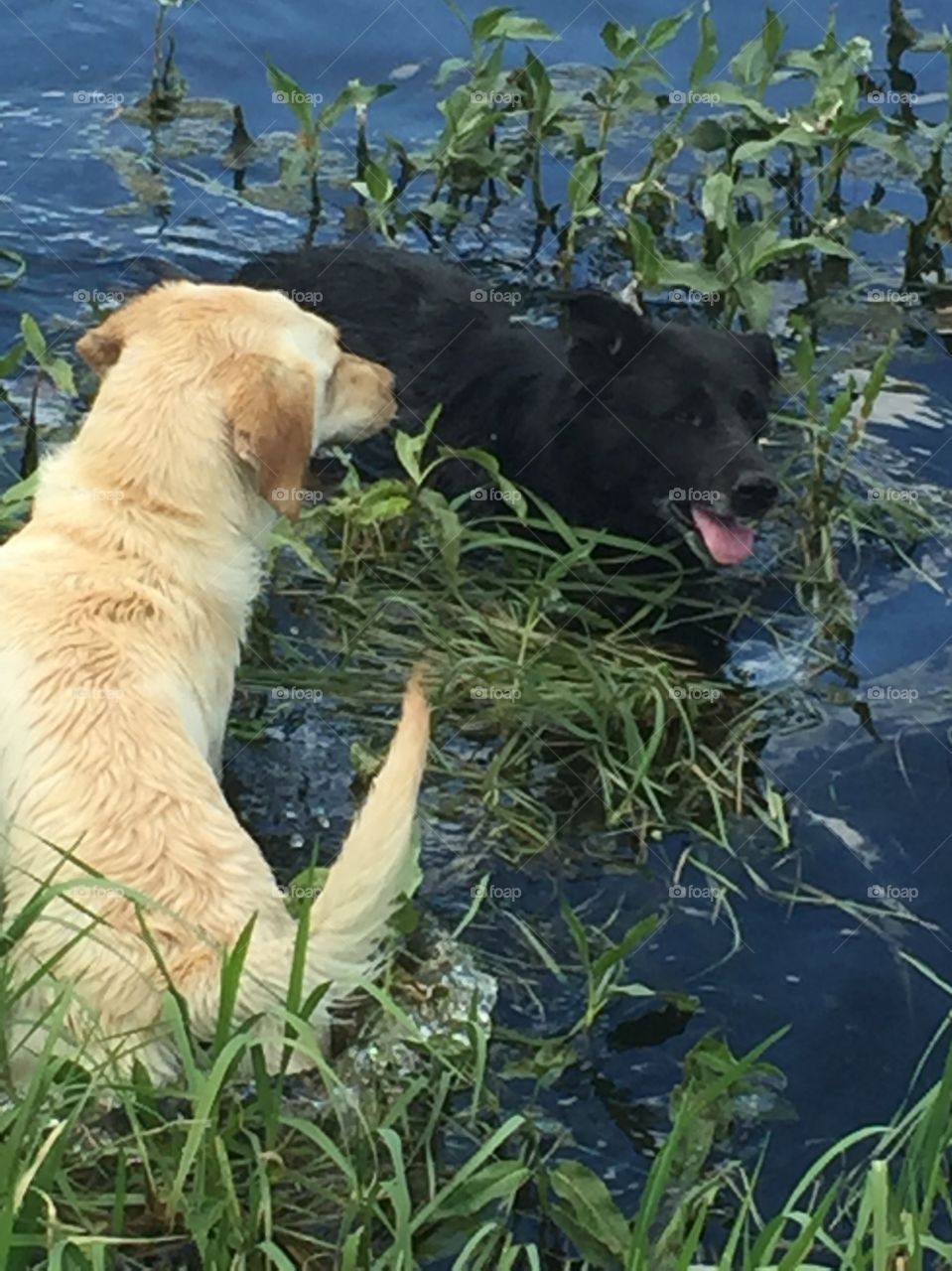 Swimming partners